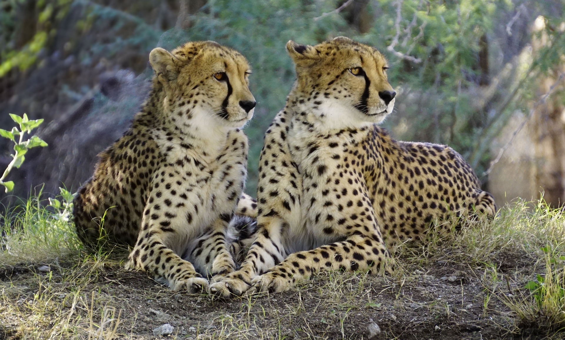 báo săn cheetah