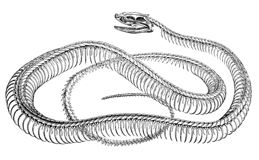 Antique illustration of snake skeleton